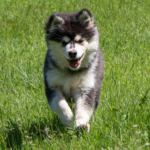 Ekko