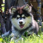 Ekko